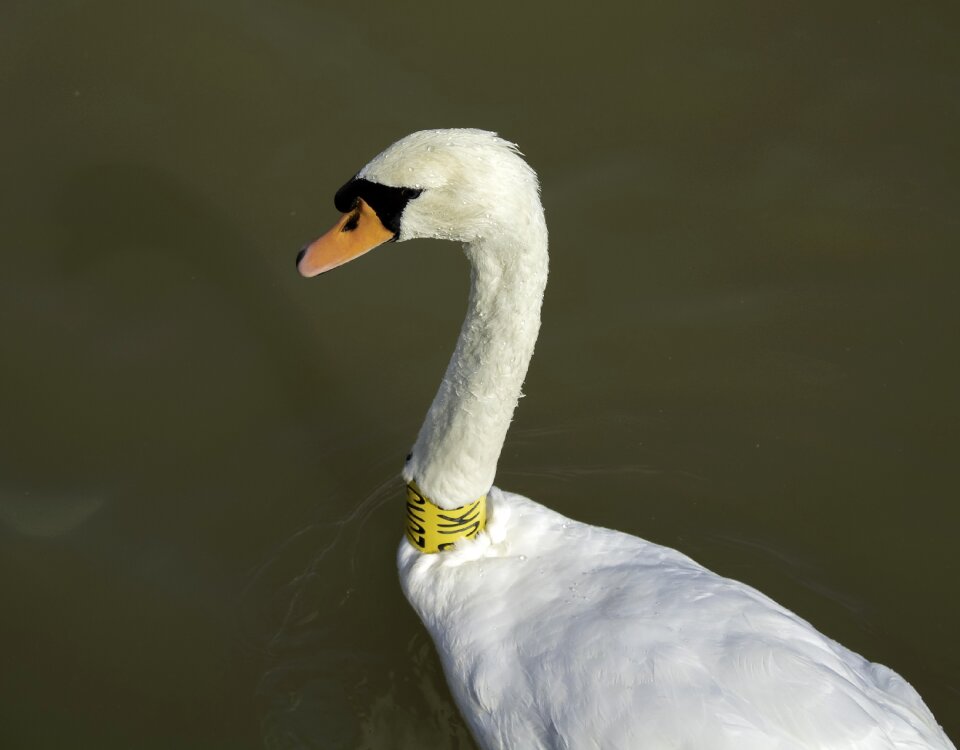Water lake plumage