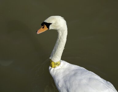 Water lake plumage photo