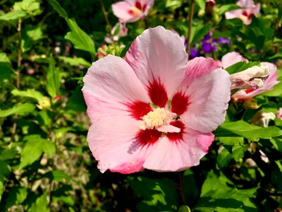 Summer pink tender