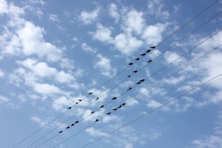 Sky abreast wings