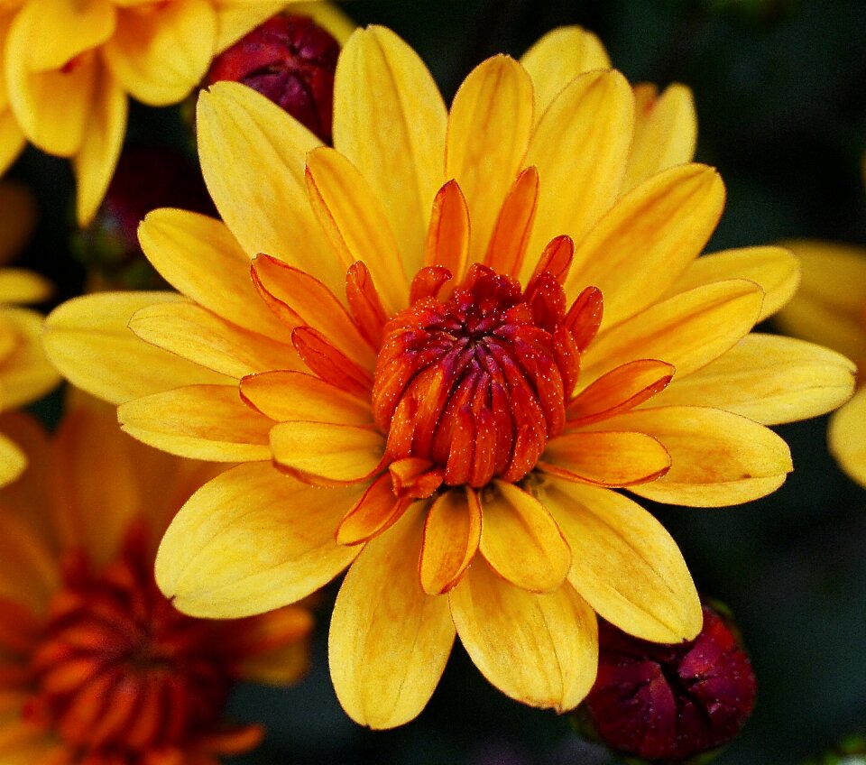 Star multi-layer orange