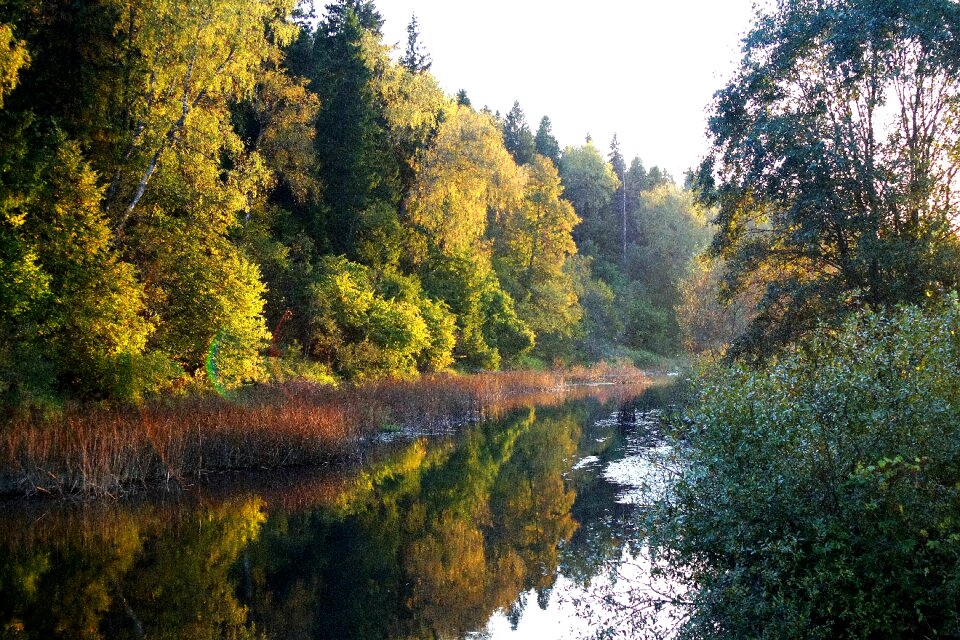 Nature evening trees
