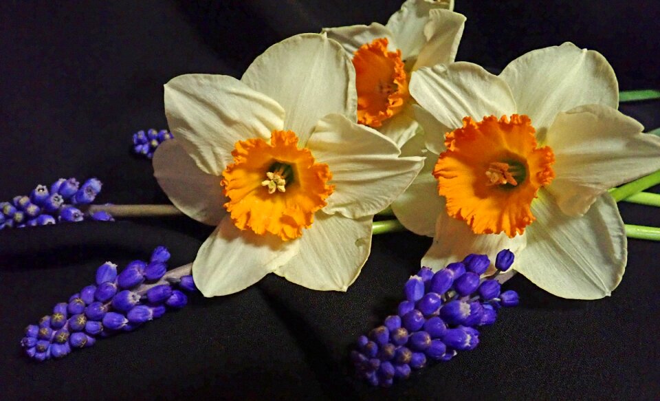 Hyacinths garden nature