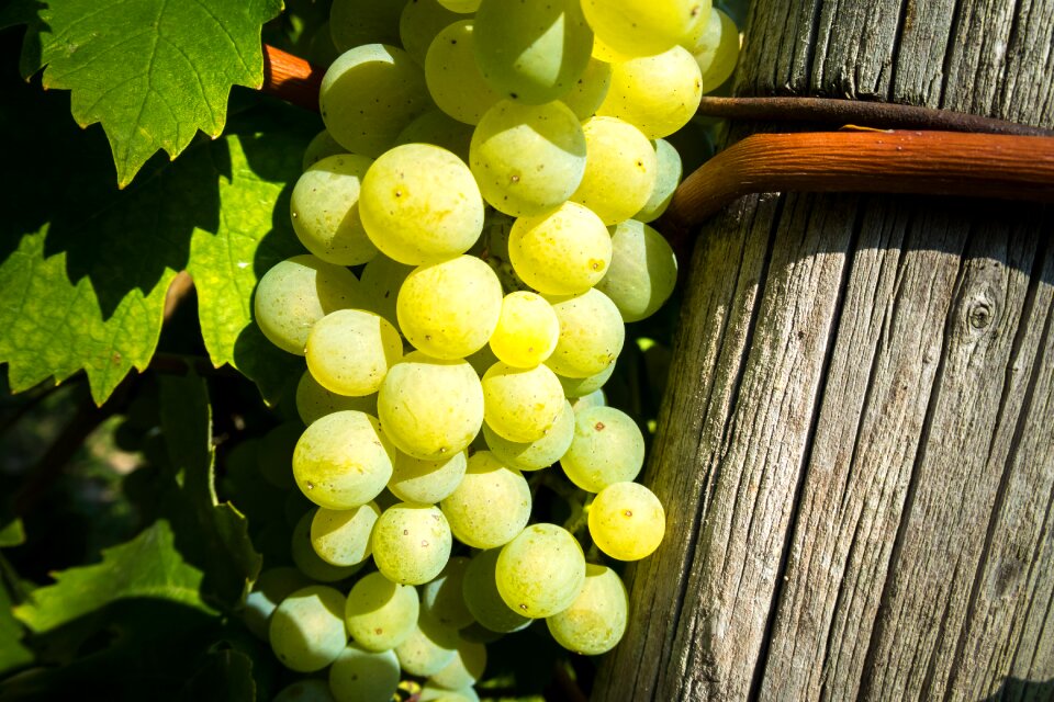 Rebstock grapevine grapes