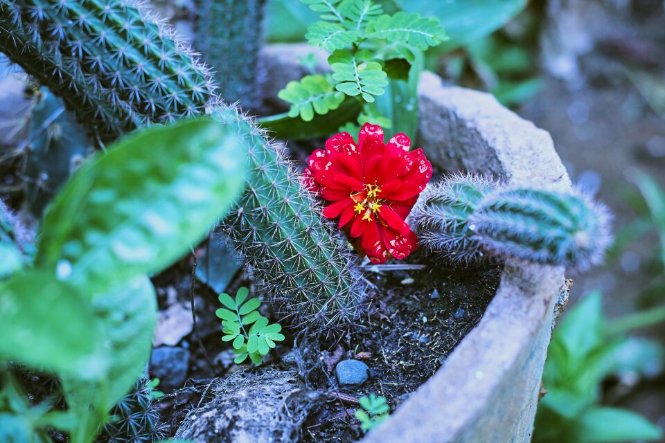 Plant petals nature