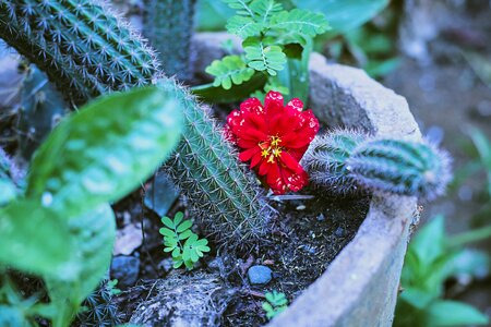Plant petals nature