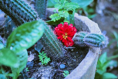 Plant petals nature photo