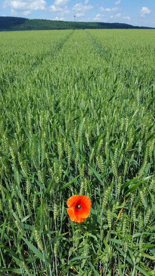 Cereals field summer