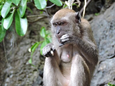 Monkey animal