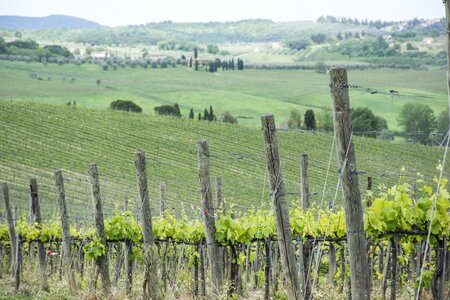 Agriculture tuscany village photo