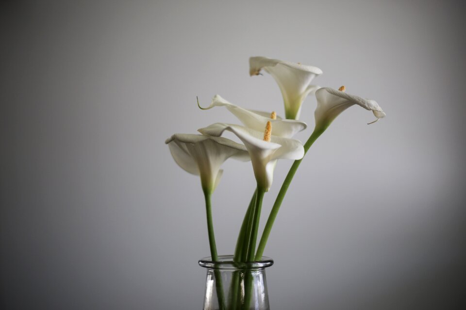 Garden nature white