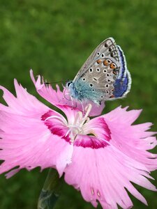 Common blue nature animal