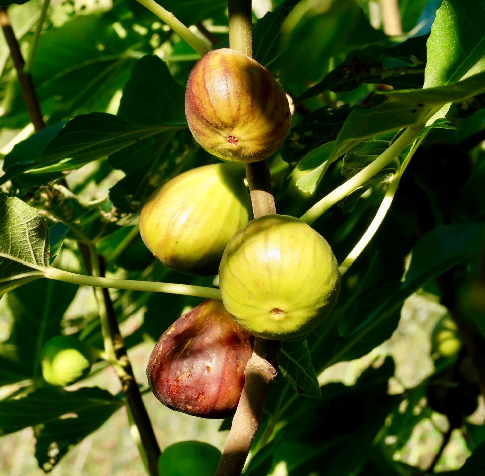 Sweet fruits fruit
