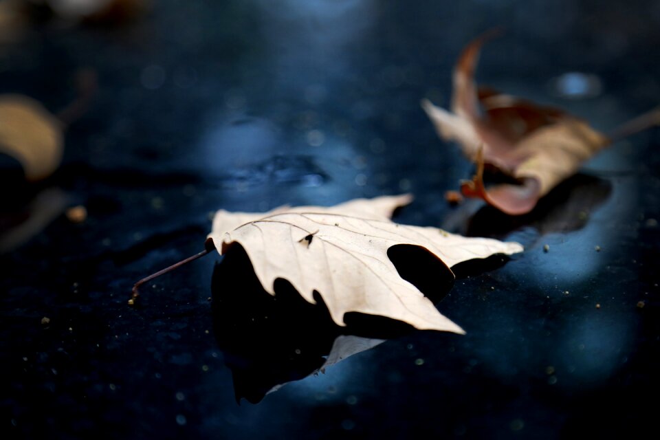 Autumn the leaves cool