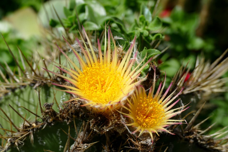 Yellow cactus spur