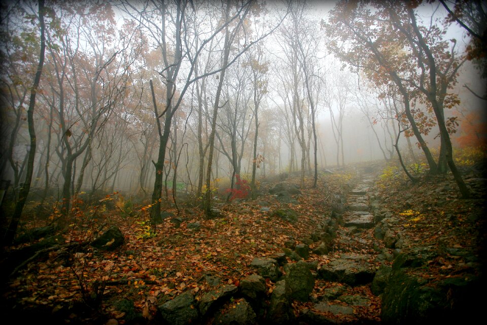 Nature scenery dawn