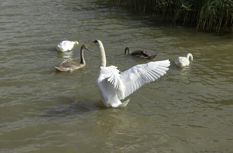 White lake plumage