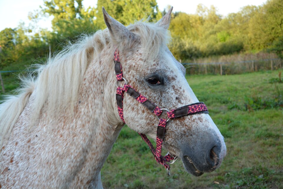 Profile harness mare horseback riding