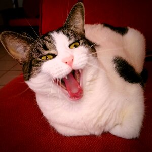 Yawning cat red photo