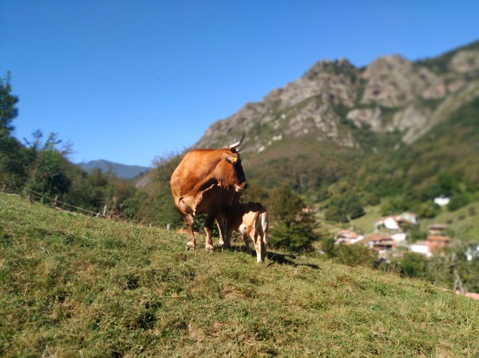 Asturias nature mountains