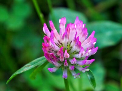 Purple red clover close up photo