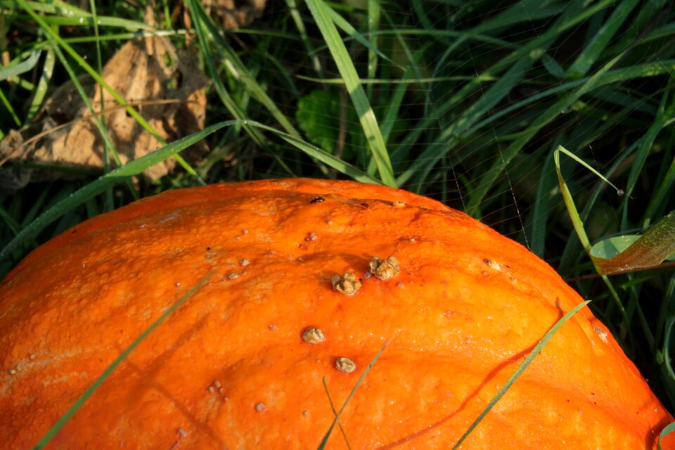 Morning light orange vegetables photo