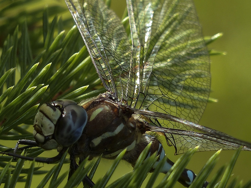 Brown macro head photo