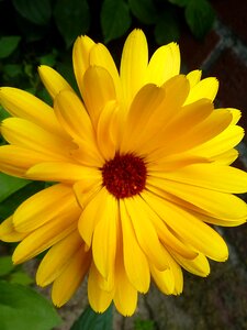 Yellow blossoms intensive