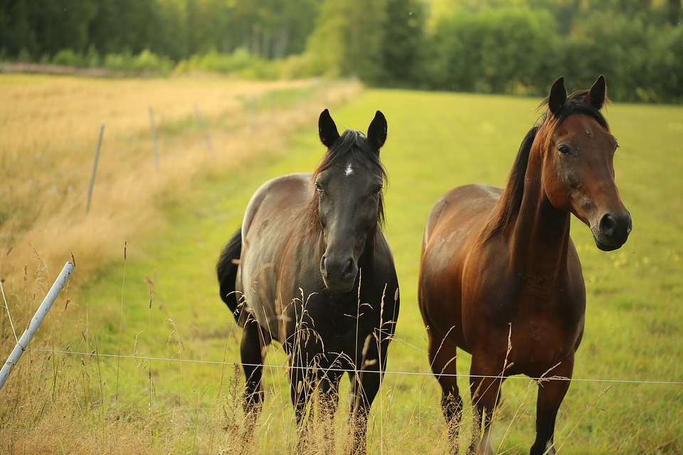 Horse pasture countryside