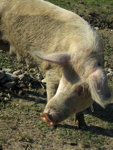 Caucasus nature animal