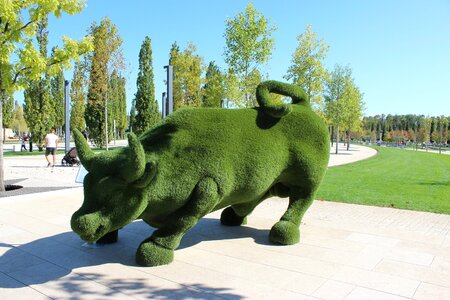 Stadium park bull
