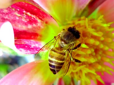 Bee pollen nature