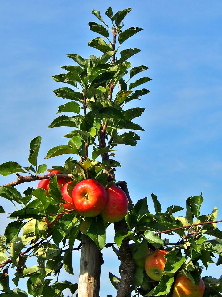 Orchard apfelernte fruits