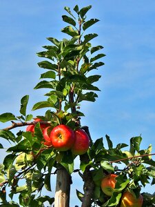 Orchard apfelernte fruits
