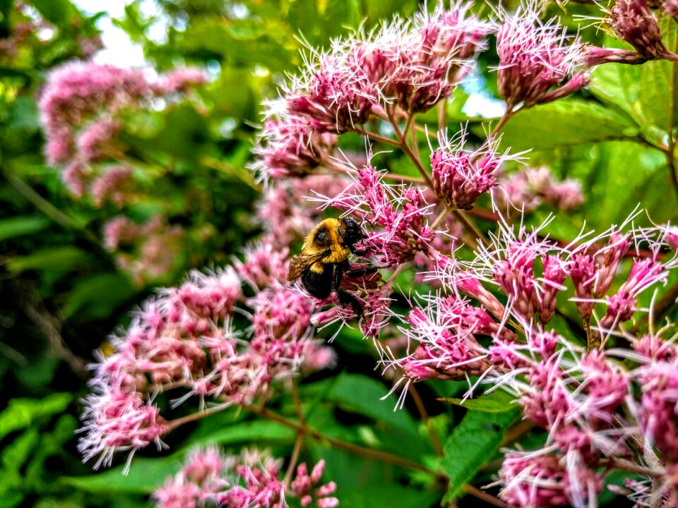 Plant blossom pollen