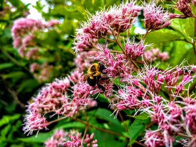 Plant blossom pollen