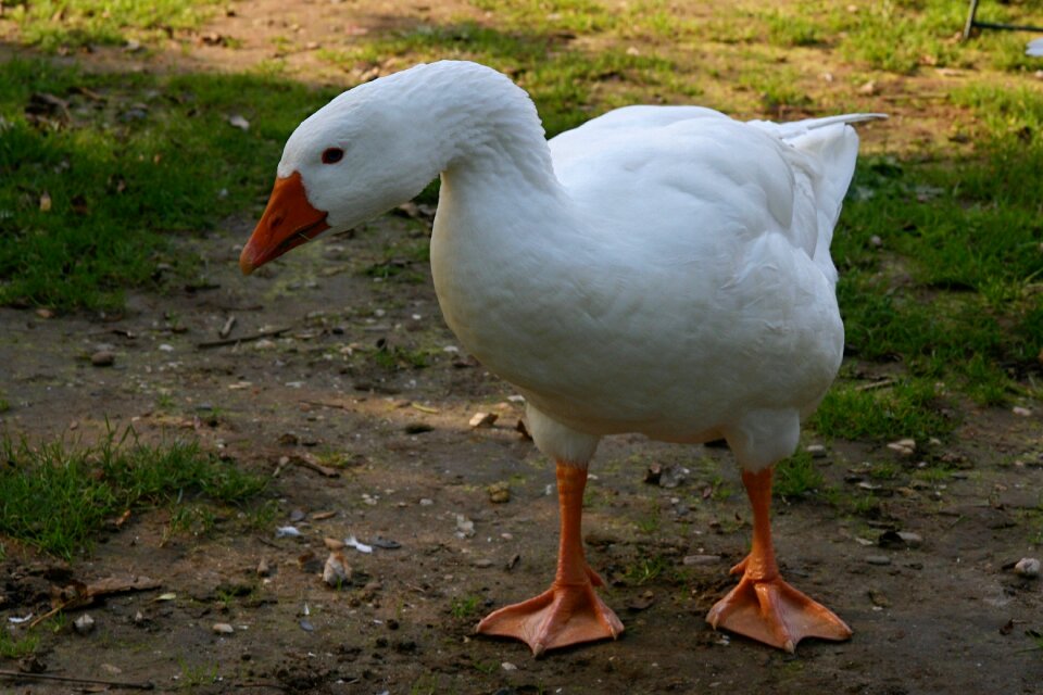 Poultry domestic goose livestock