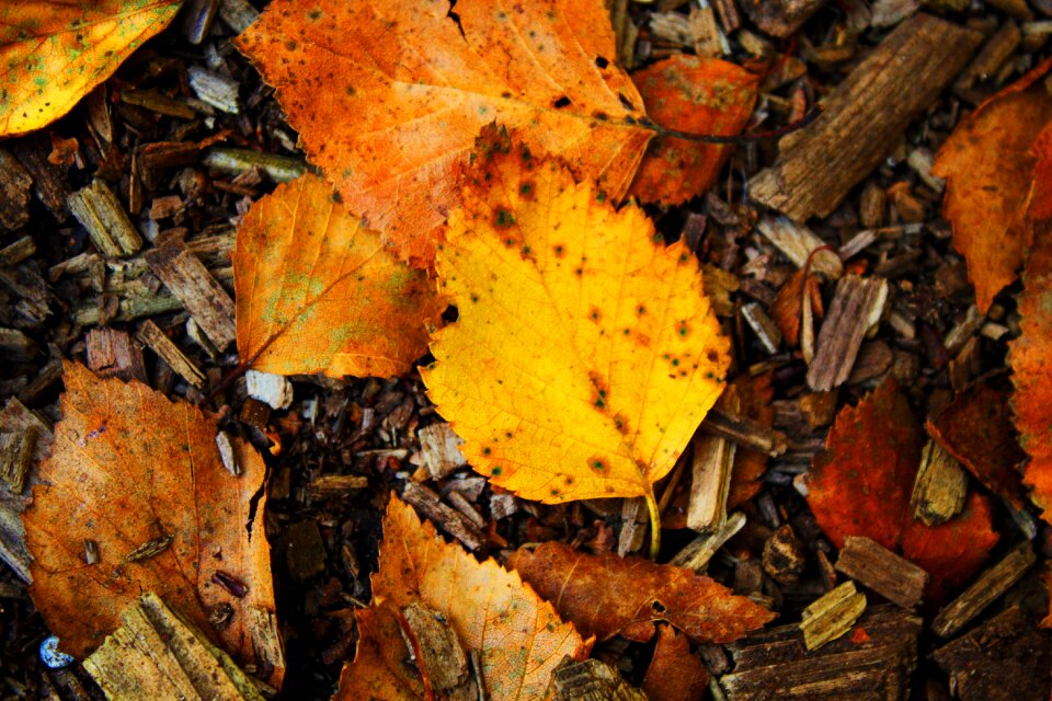 Forest leaves mood