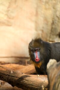 Zoo animals hairy