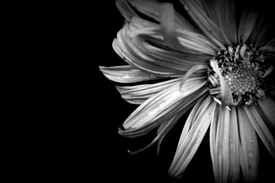 Petal blooms at background