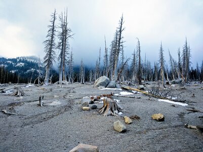 Landscape nature trees photo