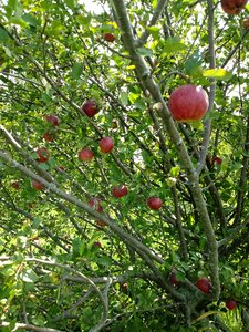 Delicious apples