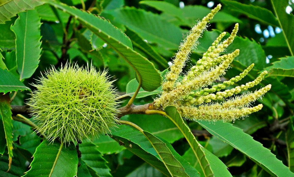 Spikes flowers summer