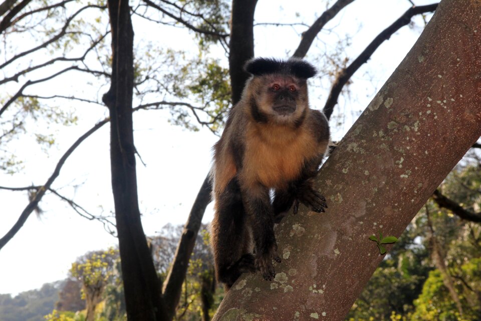 Animal mammal primate
