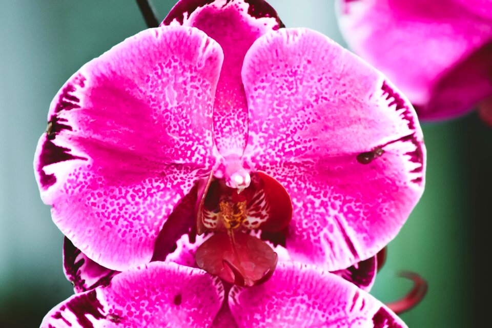 Flowers nature park