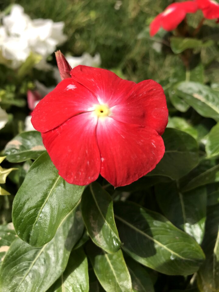 Ksa red
