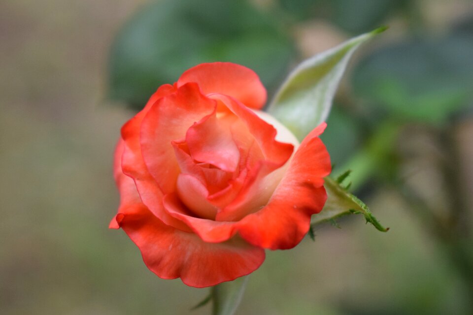 Petal flowers garden