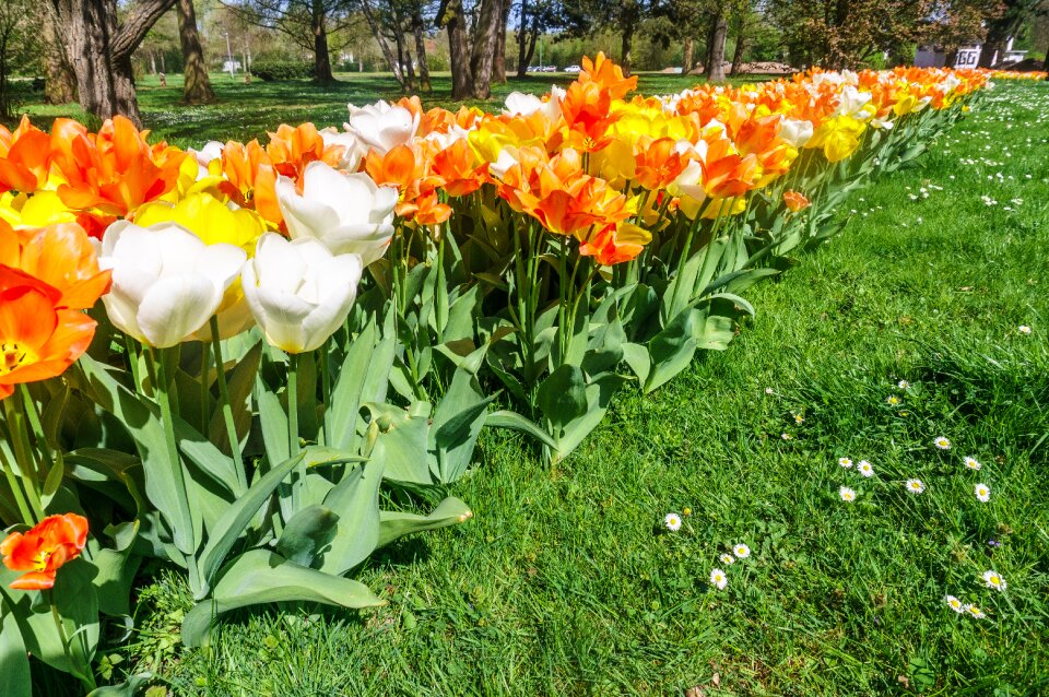 Nature blossom bloom