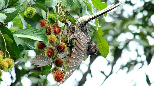 Avian female food