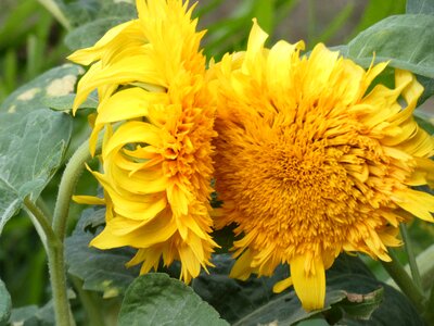 Whirlpool asteraceae compositae photo